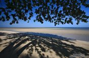 Travel photography:Tree providing shade on a Boipeba Island beach, Brazil