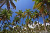 Travel photography:Boipeba Island palm trees, Brazil