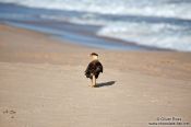 Travel photography:Carcará bird on Itacimirim beach, Brazil