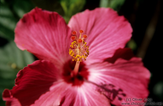 Hibiscus flower close-up in Ouro Preto