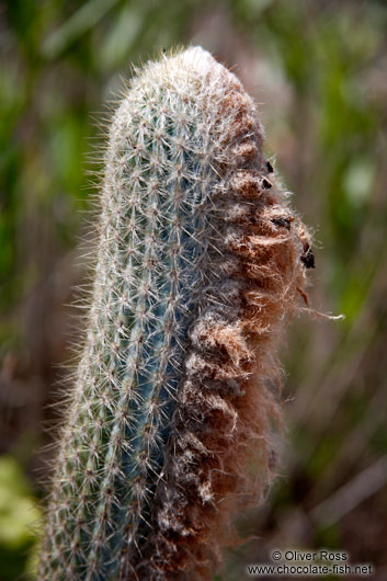 Lençóis cactus 