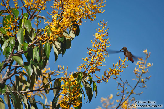 A humming bird near Lençóis