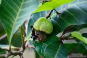 Travel photography:Caju fruit on tree in Lençóis, Brazil