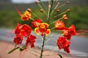 Travel photography:Flower of a flamboyant tree near Lençóis, Brazil