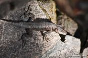 Travel photography:Lizard near Lençóis, Brazil