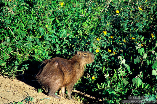 A capivara (capybara) in the Pantanal