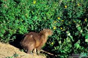 Travel photography:A capivara (capybara) in the Pantanal, Brazil