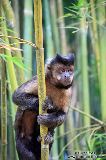 Macaco-prego, Os Macaco-prego (Cebus apella) são macacos do…