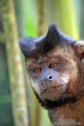 Tufted Capuchin Monkey Aka Macacoprego Into The Wild In Brazil