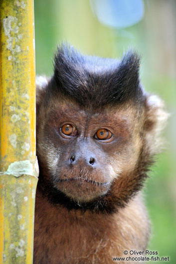 A tufted capuchin monkey or macaco-prego (Cebus apella) sitting in bamboo in Rio´s Botanical Garden