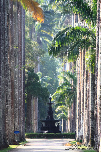 Avenue of Royal palms (Roystonea) within Rio´s Botanical Garden