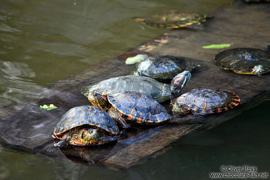 Turtles within the fountain of Rio´s Botanical Garden