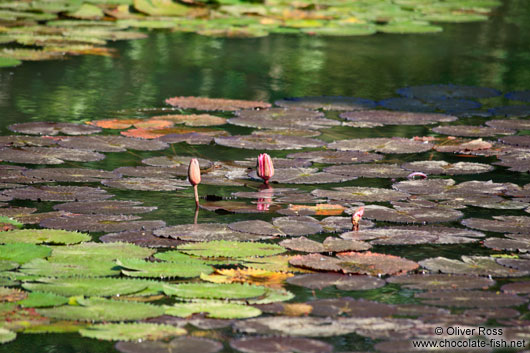 Water plants in a pond in Rio´s Botanical Garden