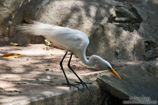A Great Egret hunting in a Rio park