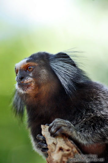 Sagüi (tamarin) monkey seen along the Caminho do Bem-te-vi below the Sugar Loaf (Pão de Açúcar)