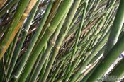 Travel photography:Bamboo in the Botanical Garden in Rio, Brazil