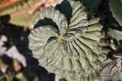 Travel photography:Spiralling cactus in Rio´s Botanical Garden, Brazil