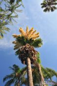 Travel photography:Flowering palm tree in Rio´s Botanical Garden, Brazil