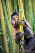 Travel photography:A tufted capuchin monkey or macaco-prego (Cebus apella) climbing through some bamboo in Rio´s Botanical Garden, Brazil