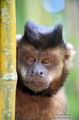 Travel photography:A tufted capuchin monkey or macaco-prego (Cebus apella) sitting in bamboo in Rio´s Botanical Garden, Brazil