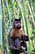 Travel photography:A tufted capuchin monkey or macaco-prego (Cebus apella) sitting in bamboo in Rio´s Botanical Garden, Brazil