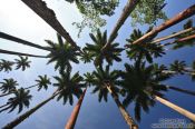 Travel photography:Tall Royal palms (Roystonea) within Rio´s Botanical Garden, Brazil