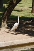 Travel photography:A great egret in a park in Rio de Janeiro, Brazil