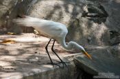 Travel photography:A Great Egret hunting in a Rio park, Brazil