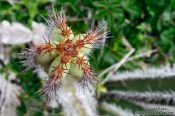 Travel photography:Cactus near Arraial-do-Cabo, Brazil