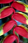 Travel photography:Heliconia pendula plant in Parati, Brazil