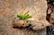 Travel photography:Grasshopper in Belo Horizonte, Brazil