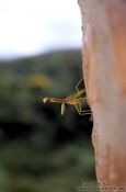 Travel photography:Praying mantis in Belo Horizonte, Brazil