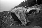 Travel photography:Tree trunk washed up on a beach on Vancouver Island, Canada