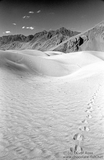 Camel tracks in the Sand Dunes near Diskit (Ladakh)