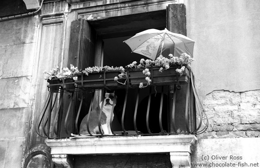 Balcony with dog in Venice