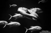 Travel photography:A moonfish in the Valencia Aquarium, Spain