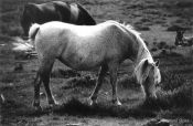 Travel photography:New Forest Pony, United Kingdom
