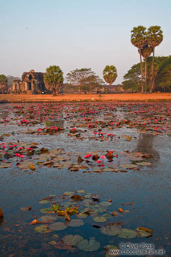 Pool with water lilies within Angkor Wat 