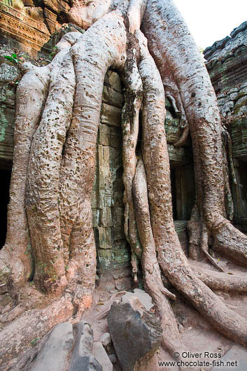 Large tree roots at Ta Prom temple