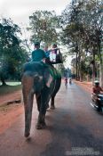 Travel photography:Elephants walk through Angkor Thom, Cambodia