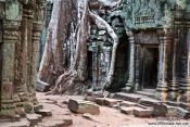 Travel photography:Ta Prom temple with giant tree roots, Cambodia