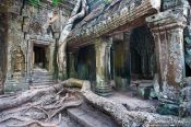 Travel photography:Giant tree roots have reclaimed most of Ta Prom , Cambodia