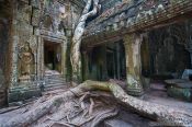 Travel photography:Giant roots of a fig tree at Ta Prom temple, Cambodia
