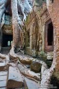 Travel photography:Roots of a large fig tree at Ta Prom , Cambodia
