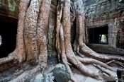 Travel photography:Roots of a large fig tree reclaiming Ta Prom temple, Cambodia