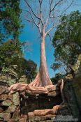 Travel photography:The force of nature in the form of a giant fig tree at Ta Prom , Cambodia