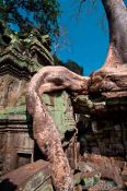 Travel photography:Giant root growing over Ta Prom , Cambodia