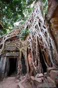 Travel photography:A mesh of tree roots cover this door at Ta Prom , Cambodia
