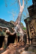 Travel photography:Large fig tree at Ta Prom , Cambodia