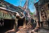 Travel photography:The trees are reclaiming Ta Prom , Cambodia